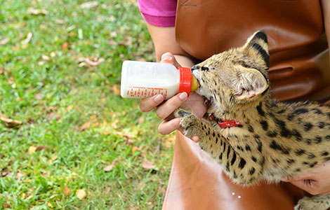 7 raisons de devenir soigneur animalier