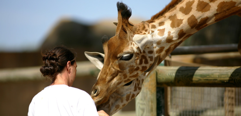 stage zoo soigneur animalier cours animalia