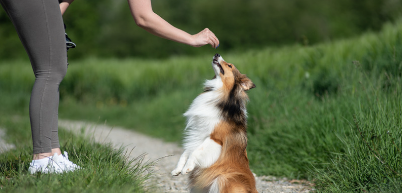 techniques de dressage pour les chiens