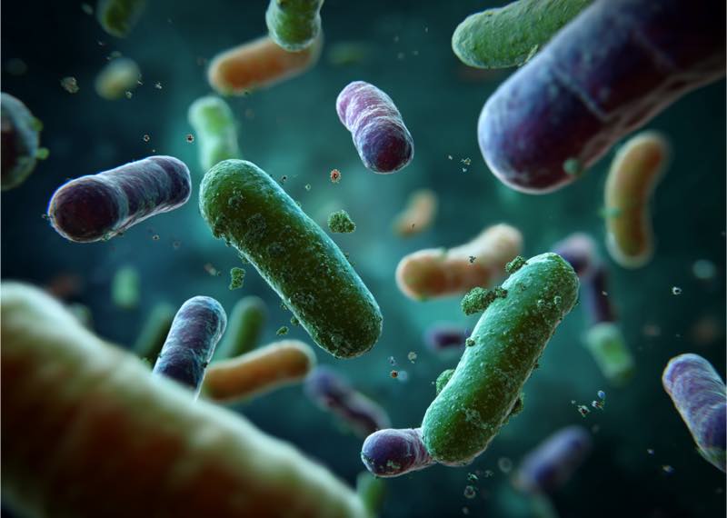 Microbiote bétail