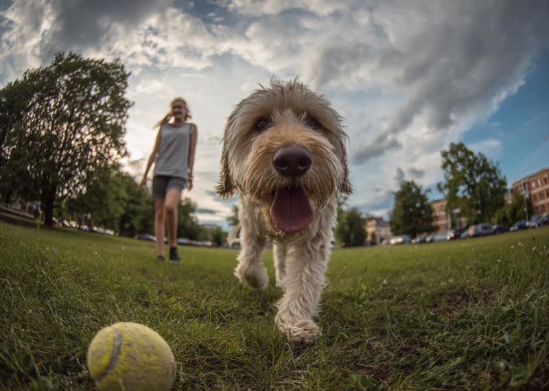 Mutuelle pour chien