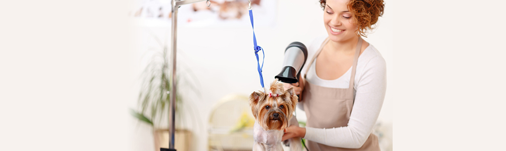 Le métier de toiletteur pour chien