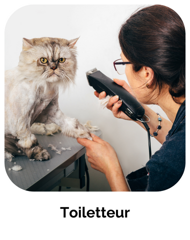 formation toiletteur chats