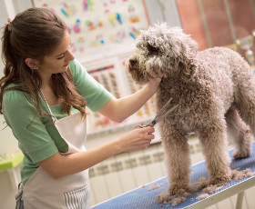 Toiletteur pour chien : une profession en libéral