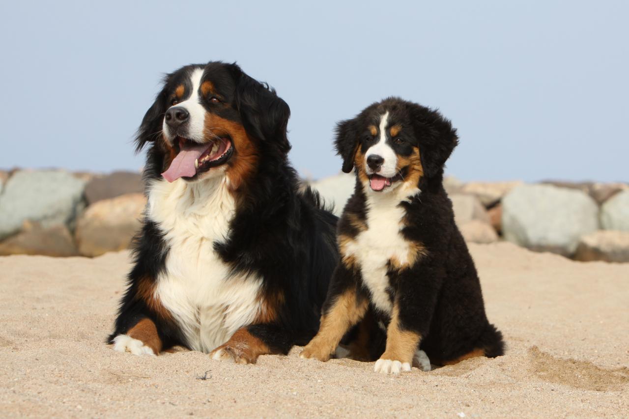 Formation Eleveur Canin A Distance