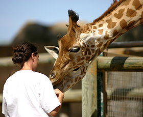 Devenir soigneur animalier avec la formation à distance