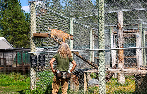 Devenir chef animalier