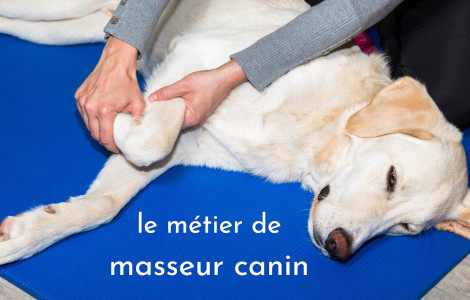 Devenir masseur pour chiens