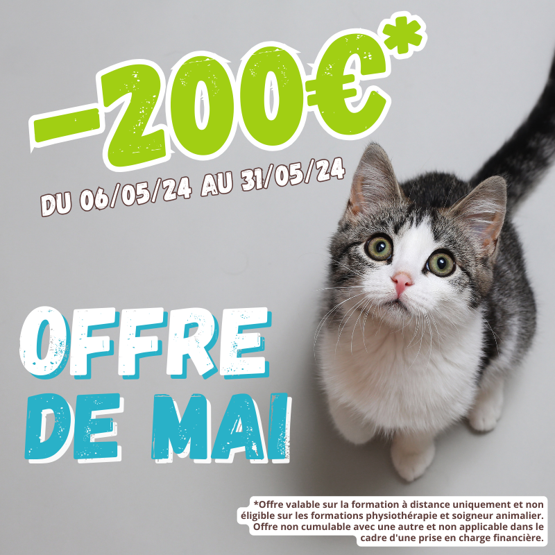 Travailler avec les animaux sans diplôme 9 métiers à votre portée