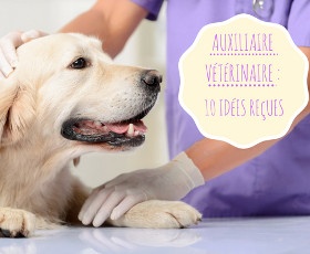 Le métier de secrétaire vétérinaire : 10 rumeurs 