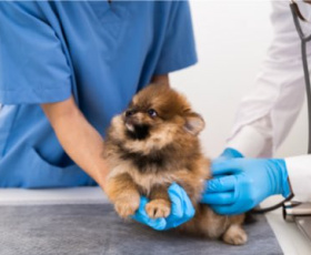 12 métiers du bien-être animal : les professions d'avenir à découvrir
