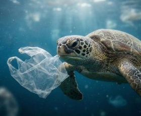 Microplastiques : La menace invisible qui détruit la faune marine