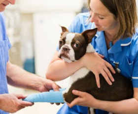 Les 5 compétences clés d'un auxiliaire de santé animale