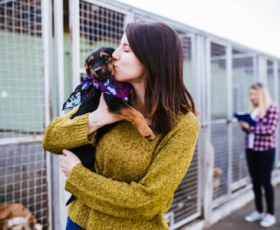 Comment choisir la bonne association pour aider les animaux ?