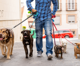 Prendre un pet sitter pour les vacances