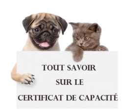 Le certificat de capacité animaux domestiques 
