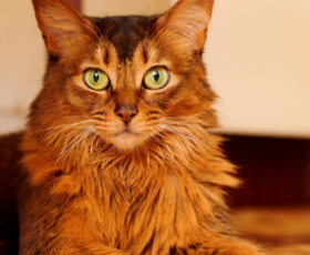 Les 18 races de chat les plus adorables en 2025 (partie 2/2)