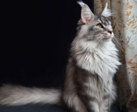 Les 18 races de chat les plus adorables en 2025 (partie 1/2)