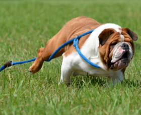 Comment empêcher un chien ou un chat de fuguer ?