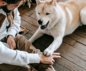 Comment choisir un chien qui convient à son mode de vie ?