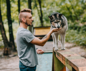 5 choses à savoir sur le métier d'Éducateur comportementaliste pour chiens et chats