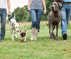 Comment socialiser un chien ou un chat avec d'autres animaux ?