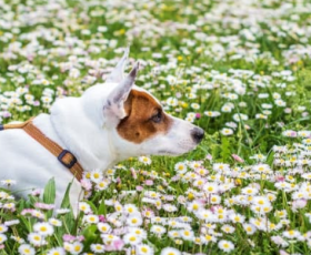6 dangers pour chiens et chats au printemps