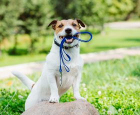 Démarches pour devenir pet sitter à son compte