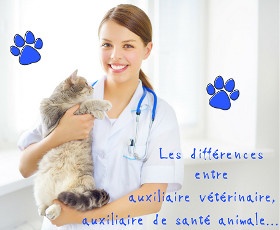  5 échelons du métier d’auxiliaire vétérinaire