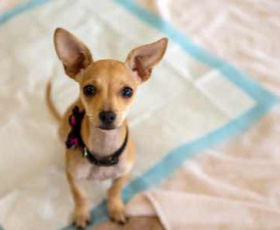 Combien de temps un chien est-il capable de se retenir ?