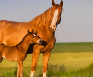 Élevage équin (de chevaux) avec stage