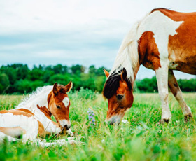 Comment créer un élevage de chevaux ?