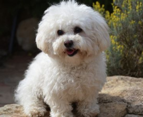 Quel chien calme et affectueux choisir pour 2026 ?