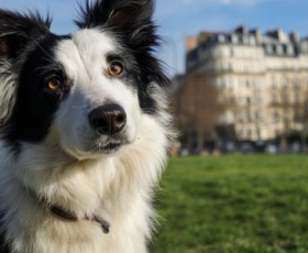 Pourquoi le chien de berger est-il Le meilleur compagnon familial ?