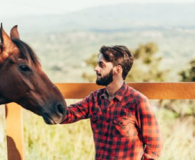 Comment maîtriser l'éthologie équine : guide pratique pour cavaliers débutants