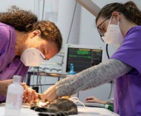 Guide pratique 2025 des études vétérinaire : du bac à la thèse