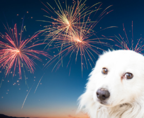 5 précautions à prendre avec un chien lors de feux d'artifice