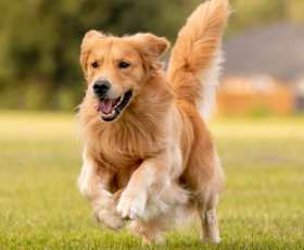 Tout savoir sur la physiothérapie canine﻿
