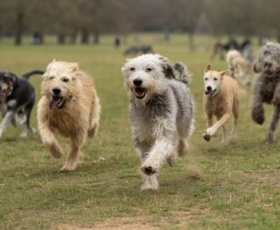Quelle race de chien choisir ? Le guide pratique pour ne pas se tromper