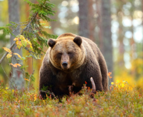 Métiers avec les animaux sauvages