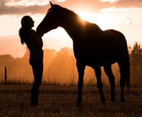 Quels sont les métiers du cheval qui recrutent ?