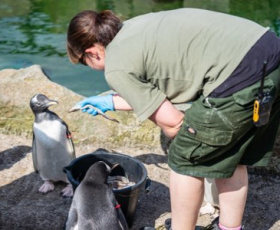 Travailler dans un zoo : Guide des carrières et formations nécessaires