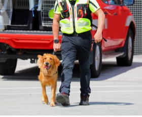 8 Métiers avec les chiens qui rapportent plus de 3000€/mois en 2025