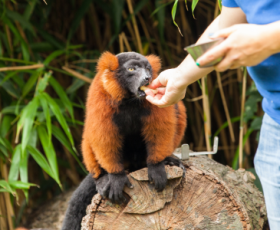 5 missions du soigneur animalier dans un zoo