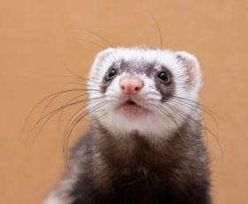 Comment obtenir votre certificat de capacité pour animaux non-domestiques ?