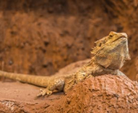 Éducation positive des reptiles de compagnie : mythe ou réalité ?