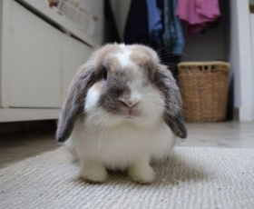 Top 10 des NAC les plus populaires en France