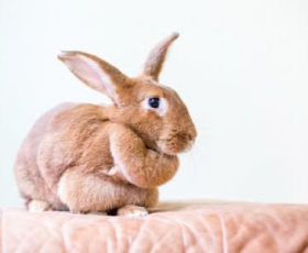 Lapin en surpoids : comment sauver la santé de votre animal ?