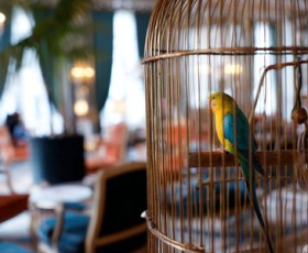 Comment protéger vos NAC des maladies courantes ?