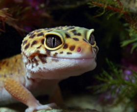 Guide ultime des reptiles domestiques : comment les choisir ?